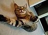 Happy Caturday!