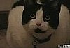 Cats: The Horror Movie
