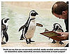Cute Alert: Penguin Survey