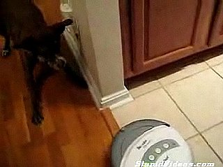 Dog Vs. Roomba