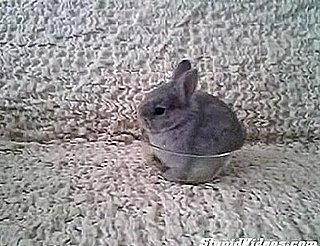 Bunny in a Cup