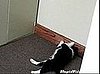 Puppy vs. Door Stop