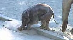 Baby Elephant at the Oregon Zoo Baby Elephant at the Oregon Zoo