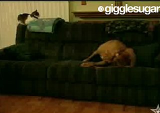 This Poor Pup Has an Interesting Phobia