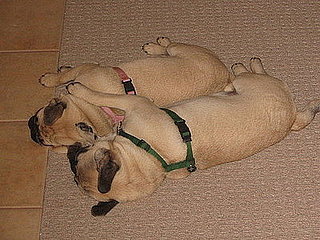 Doggies Spooning
