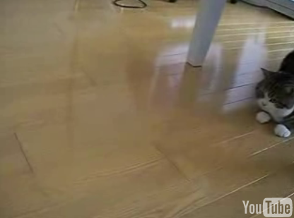 Sliding Cat Loves Boxes