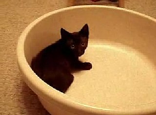 Happy Caturday!