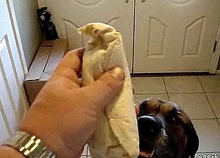 Dog Eats Bean Burrito in One Bite