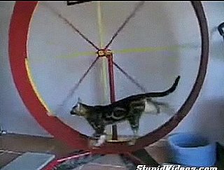 Cats Exercising