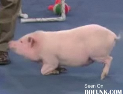 Cute Alert: Porcine Einstein