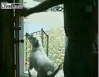 Doggie's Got Some Issues We All Can Relate To