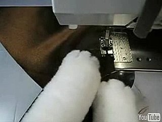 Stop Everything and Watch a Cat Sew a Scrunchy!