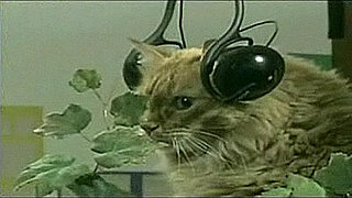 Military PSA Animal Video