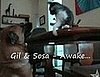 Kitten Vs. Dog