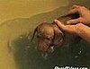 Cute Alert: Baby Dachshund Paddles in the Bathtub!