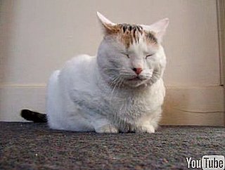 Cute Alert: Bella the Folk-Singin' Kitty!
