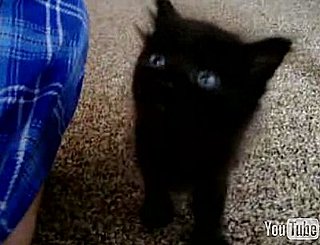 Happy Caturday!