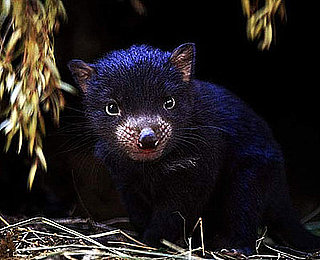 Cute Alert: Baby Tasmanian Devil Emerges From Mom's Pouch