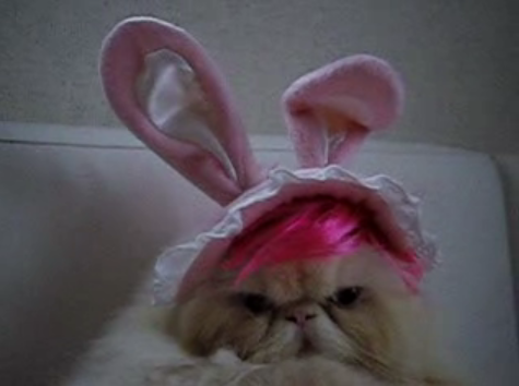 Funny Angry Cat With Bunny Ears