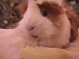 Guinea Pig Eating a Banana