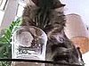 A Cat's Ode to Milk