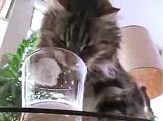 A Cat's Ode to Milk