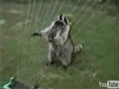 Cute Alert: Raccoon Plays the Harp