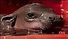 Monifa the Baby Pygmy Hippopotamus