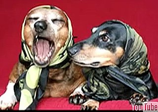 The Dachshund Song