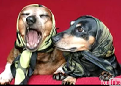 The Dachshund Song