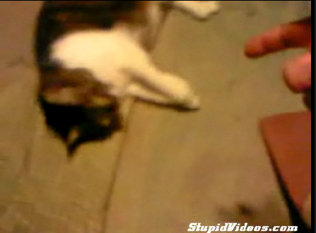 Cute Alert: Kitty Plays Dead