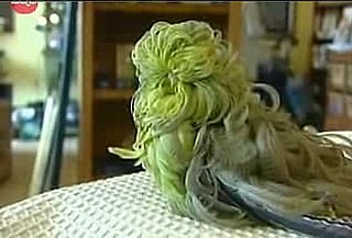 Cute Alert: Wavy-Haired Parakeet Named Whipper