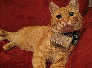 Introducing: Cooper, Cat Photographer