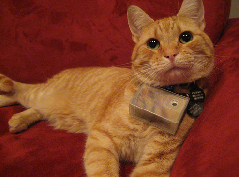 Introducing: Cooper, Cat Photographer Introducing: Cooper, Cat Photographer