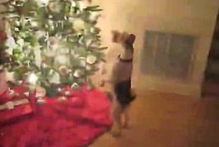 Fox Terrier Tiptoes Around a Christmas Tree