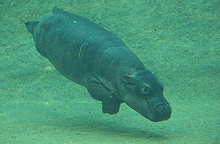 Cute Alert: Baby Hippo Is Born at the Berlin Zoo