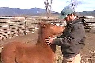 Cute Alert: Horse Has a Zipper Fetish