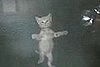 Spider-Cat Is My New Favorite Animal Hybrid
