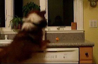 Doggie Is Excited About Hanukkah!