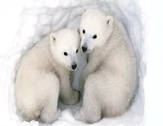 Can We Trust the Polar Bear?
