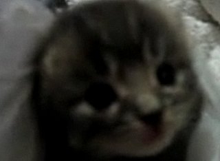 Sneezing Kitty