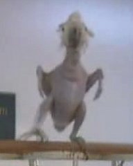 Oscar the Featherless Dancing Cockatoo