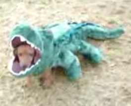 Dog Eaten By an Alligator Costume