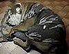 Snoring Bulldog Wakes to Eat
