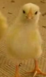 Baby Chick Falls Asleep