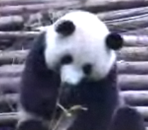 Sneezing Panda On a Roll