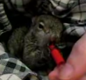 Rescued Baby Squirrel