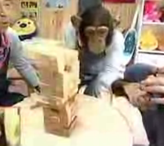 Chimpanzee Plays Jenga