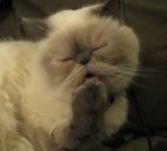 Nail-Biting Kitty Nail-Biting Kitty