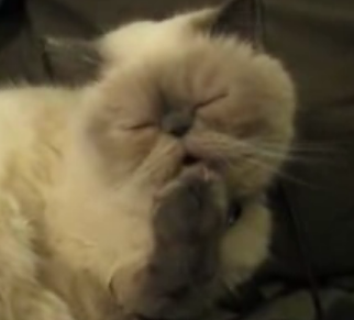 Nail-Biting Kitty